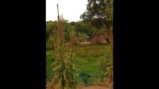 Pure Dawn Farm Internship Application Video by Colin Eldridge