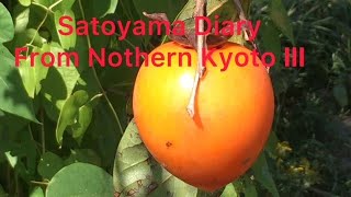 Satoyama Diary From Nothern Kyoto  Ⅲ:An early Autumn sky…【Voice of the Planet】