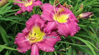 Phillip Watson Designs 4-Piece Abundance of Blooms Daylily Collection on QVC