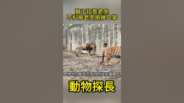狮子去招惹老虎，不料被老虎扇了几巴掌#动物世界 #狮子 #老虎 - 天天要闻