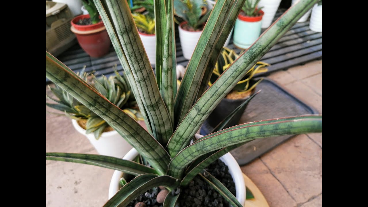 sansevieria silver nymph ??
