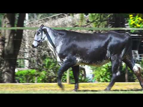 LOTE 119 5308CR