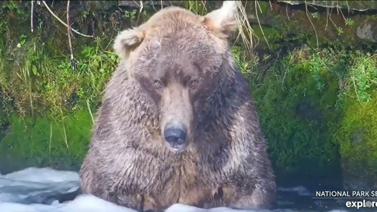 My Otis Fund Montage 2024. (Footage from explore.org) Please see description before watching...