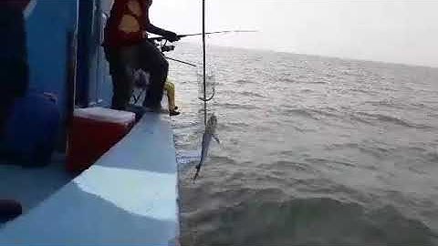 Jig cá chét 2018 - Vũng tàu