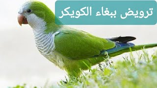 ترويض ببغاء الكويكر او الراهب #موسوعة_الببغاء#ترويض_الببغاء