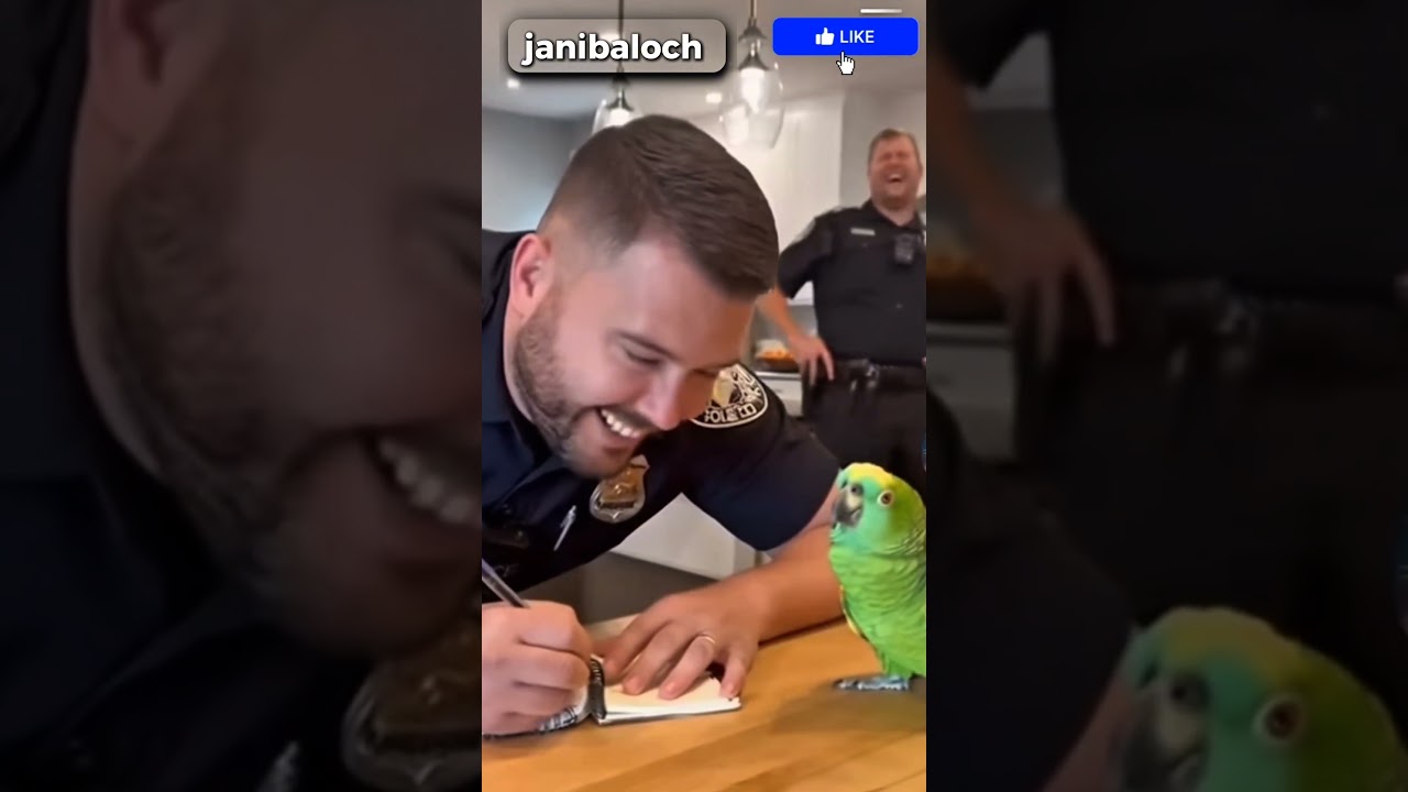 Parrot, no, i am from England 