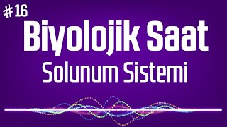 16.Biyolojik Saat Solunum Sistemi Podcast Biyoloji