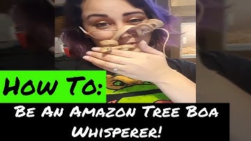 AMAZON TREE BOA || TAMING YOUR BEAST