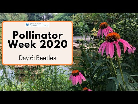 Video: Cum polenizează gândacii florile: Aflați despre polenizarea gândacilor
