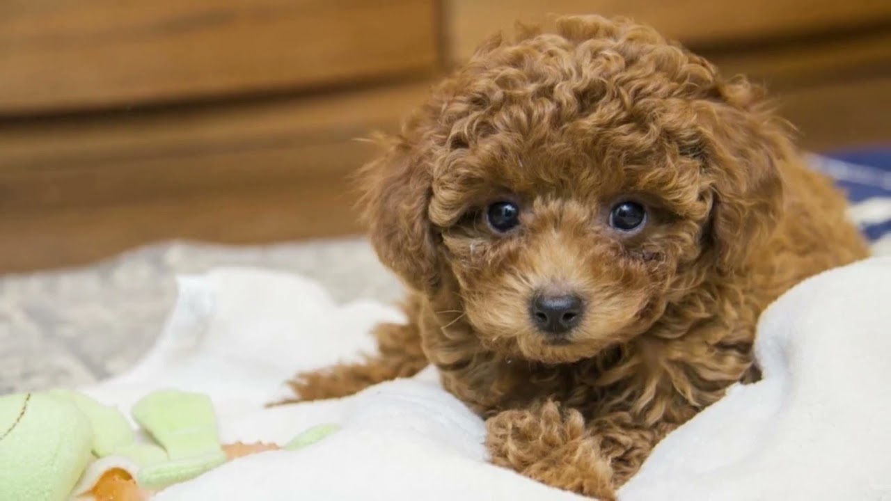 Toy poodle