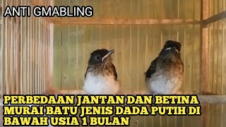 DIFFERENCES BETWEEN MALE AND FEMALE WHITE-BREASTED MURAI BATU TYPE UNDER 1 MONTH OF AGE