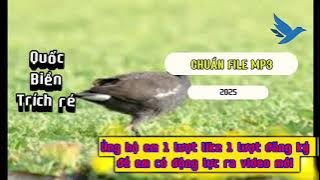 Tiếng quốc biển trích ré mùa chim di cư mới file tuyển danh thu cao