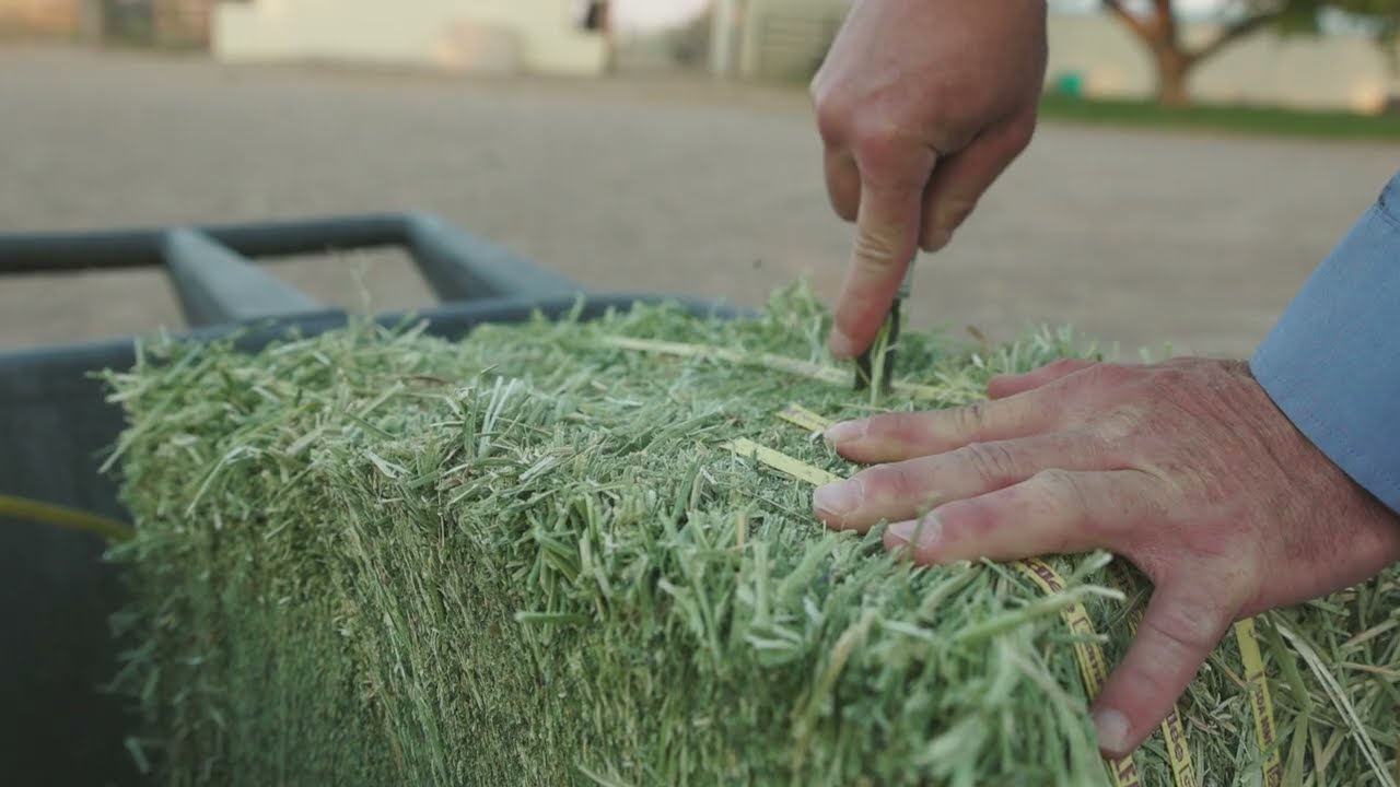 Standlee Compressed Bales