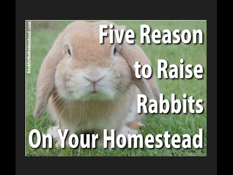 NEW Rabbits on the Homestead - And Getting Ready to Break Ground! 