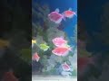 aquarium love..# golden fish# guppies
