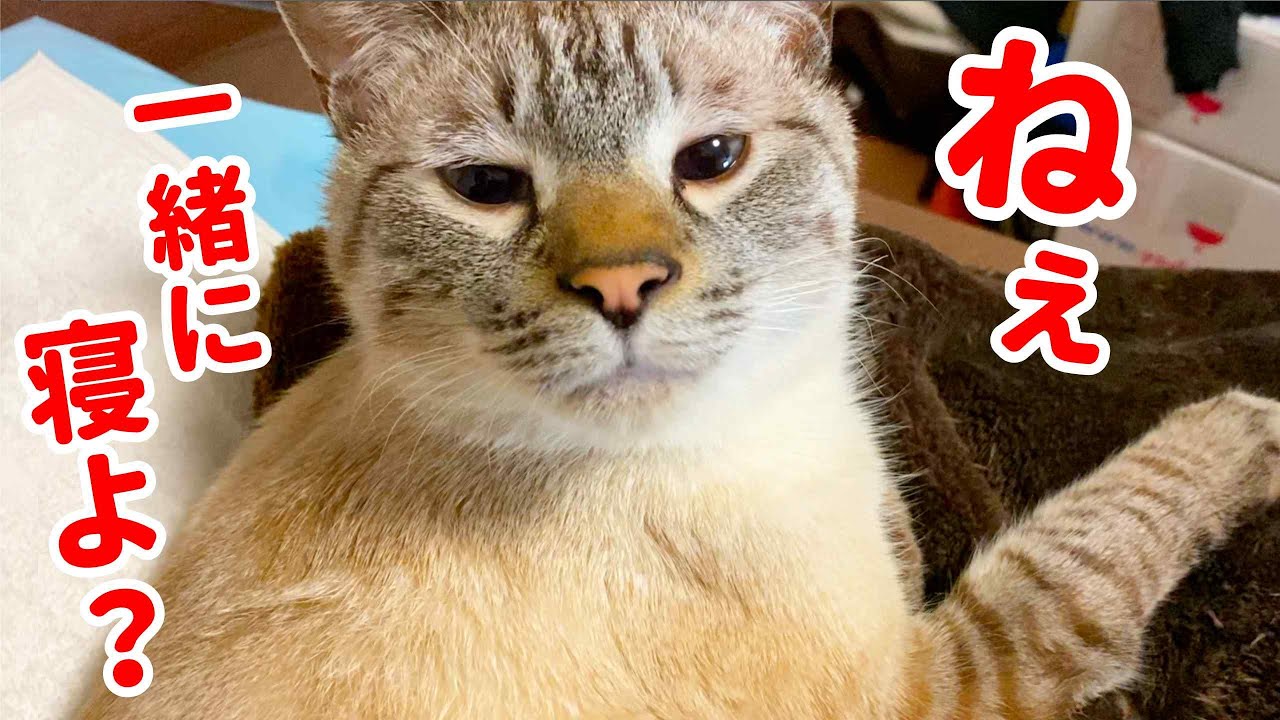 いつも一緒に寝てくれる猫が愛おしすぎるのでこっそり撮影しちゃいました グッドナイトルーティン Youtube