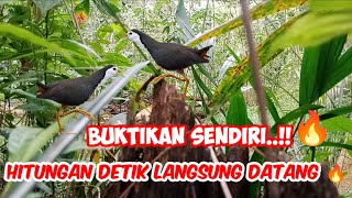 GAACOR🔥🔥 PIKAT RUWAK RUWAK PALING AMPUH ..!