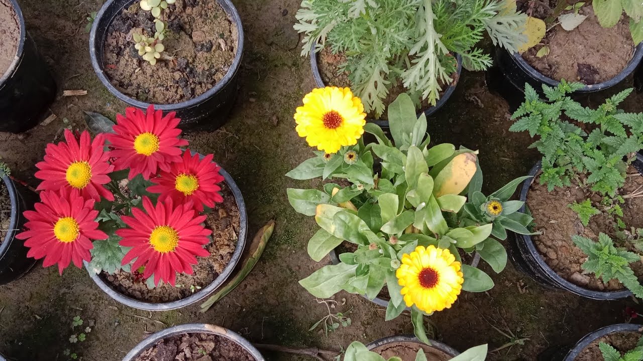 Plant ☘️ farming 🪴🧺 flower 🌻🌹 and natural beauty plan