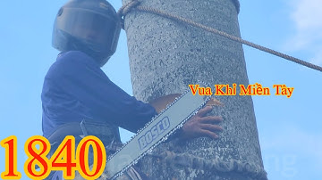 Vua Khỉ Miền Tây cưa cây Cau Vua ra khỏi vách tường rào Cutting areca trees