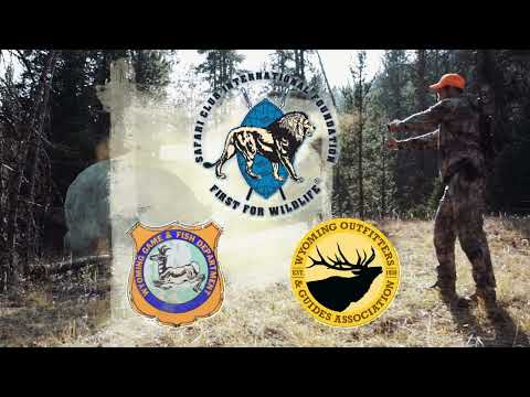 Grizzly Bear Tips Everyone Should Know from SCI Foundation