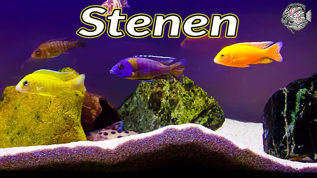 zelf drie Bengelen BIOTOOP AQUARIUM INRICHTEN met STENEN: Wat moet je zeker weten? Van A tot Z  - YouTube