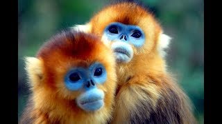 LOS 8 MONOS MAS EXÓTICOS Y ÚNICOS EN EL MUNDO