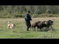 колли пасет овец  О"Ши tending  sheep O'Shea collie Далсит Кисс Герлфренд  DALSIT KISS GIRLFRIEND