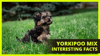 YORKIPOO | Interesting facts you might not know about the Yorkipoo by The Pet Pooch Program 8,942 views 2 years ago 9 minutes, 59 seconds