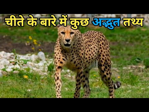 वीडियो: क्या चिपमंक पेड़ों पर चढ़ते हैं?