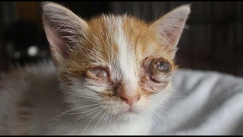 remove botfly from cat