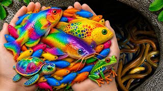 Catching Colorful Pond Life | Nemo fish, Glass Guppy, Eels, frogs, Catfish, Tigerfish & Baby Turtles
