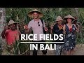 Motorbike Life In Bali Indonesia And Exploring Rice Fields and Rice Terraces