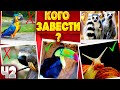 Топ 10 Необычных Экзотических Питомцев, Которых Можно Завести Дома Ч2