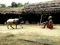 Man vs goat