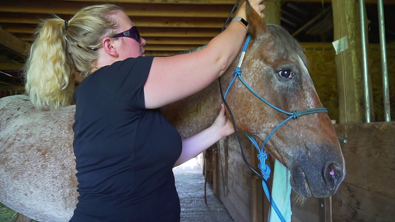 How To Roach A Horses' Mane