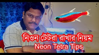নিওন টেট্রা কিভাবে রাখতে হয় || How To Care Neon Tetra ||Neon Tetra Care Tips
