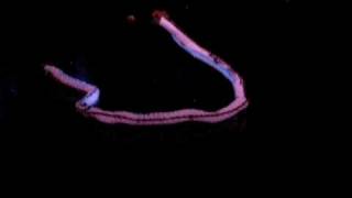 27-20100306-苗栗夜光龍.avi