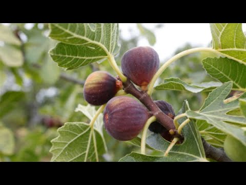 sermon: LA AUSENCIA DE FRUTO CAUSA DE MALDICION ( la higuera ) Marcos.11:12 (predicas cristianas)