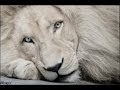The White Lion Prophesy and Population Control 2010