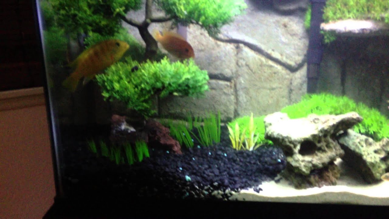 30 gallon cichlid tank YouTube