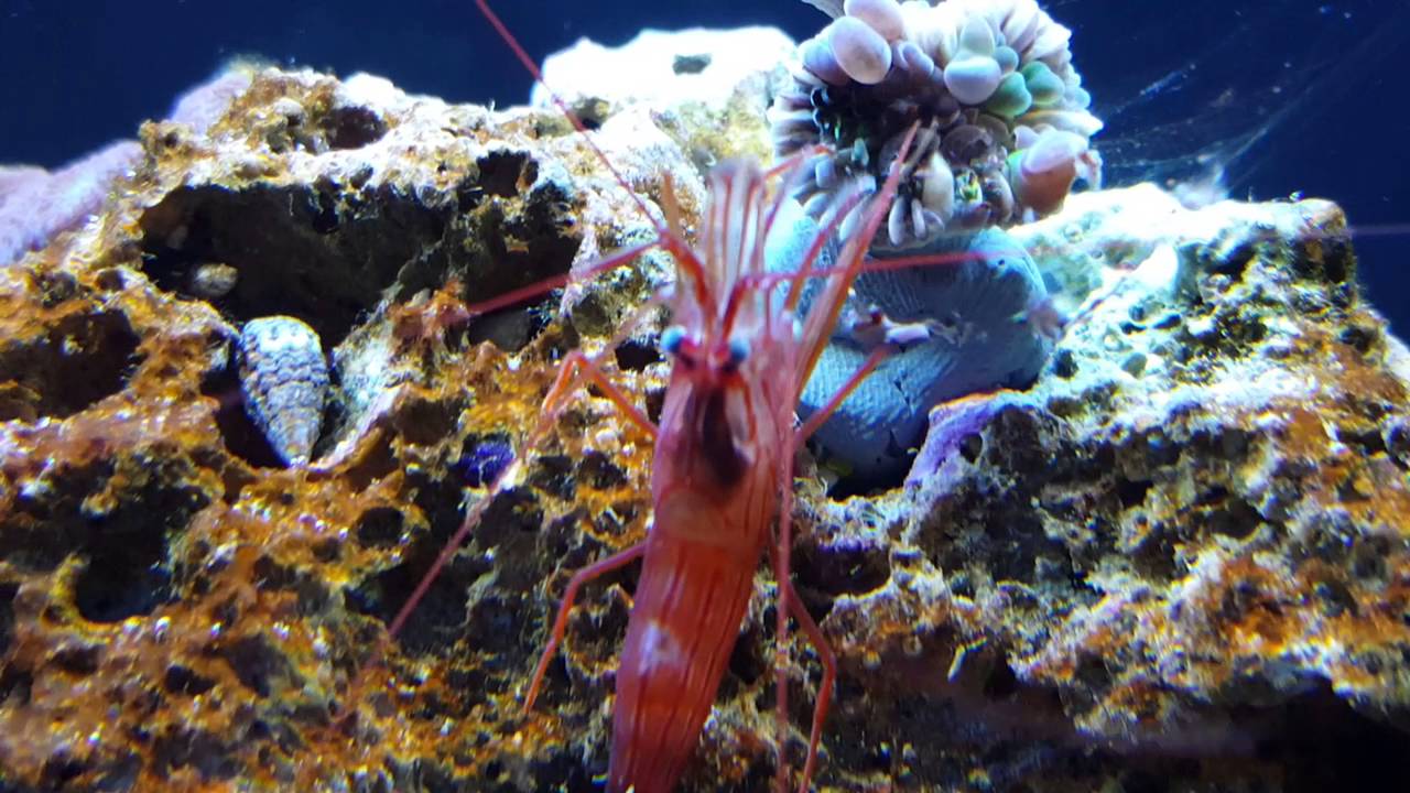 peppermint shrimp eating hammerhead coral YouTube