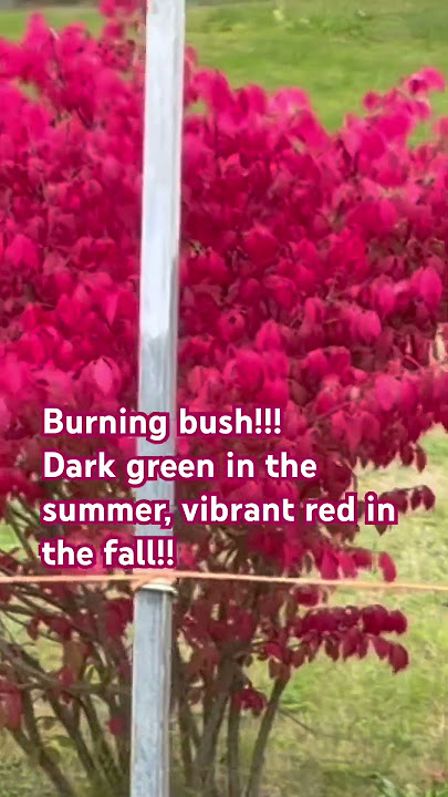 Burning bush!