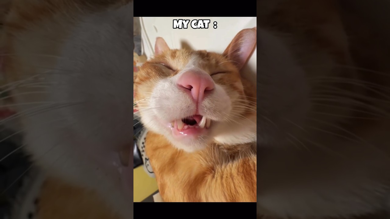 other cat vs My cat 🤣🥰 # short # funny # trading #