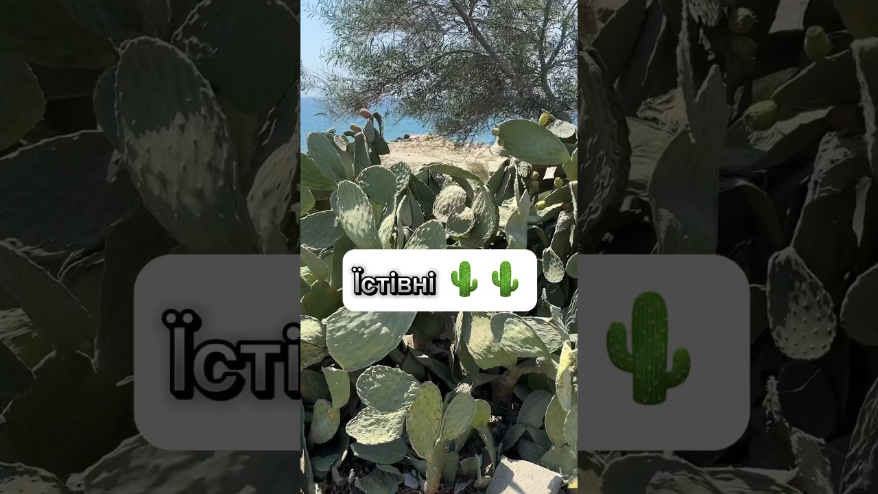 Кактуси можна їсти 👌 