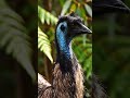 The Lost Giant of Tasmania#evolution  #wildlife