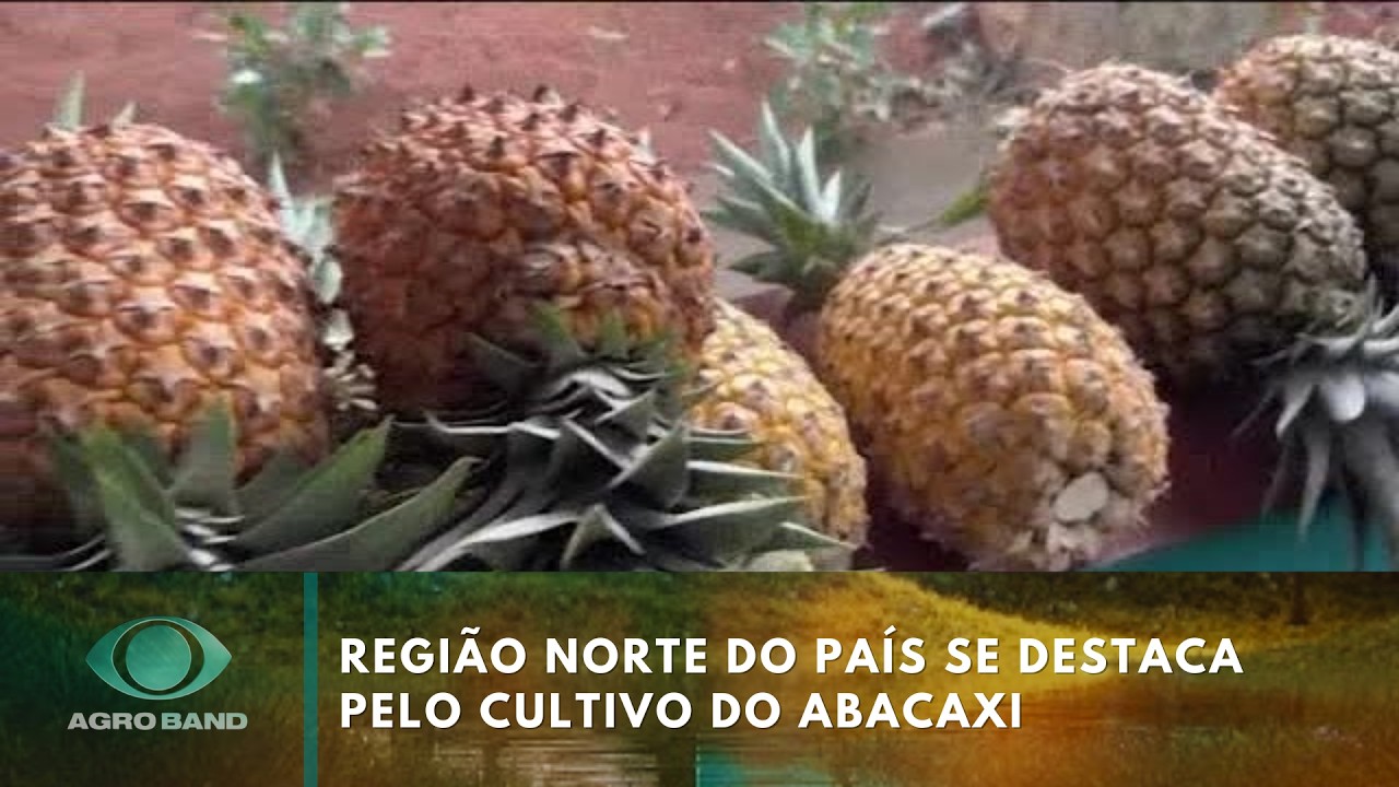 Giro Brasil: região norte do país se destaca pelo cultivo do abacaxi | Agro Band