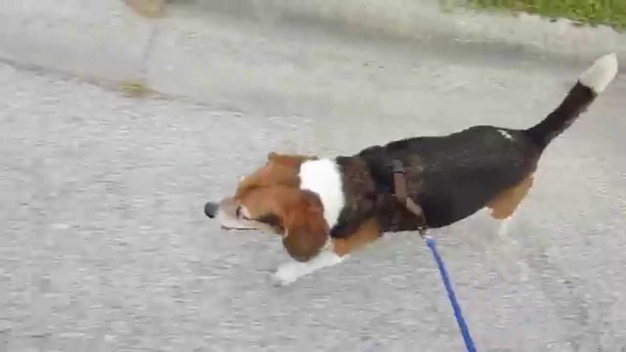 Bailey Beagle Jogs With Walky Dog Bike Leash YouTube