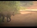 Leopards at Yala National Park, Sri Lanka - දිවියන් සොයා යාල වෙතට
