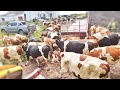 COWS  in for their ANNUAL SERVICE!!! | The Hoof GP