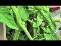 Comment enlever les gourmands et tailler ses tomates. Jardin de Balgan (HD)